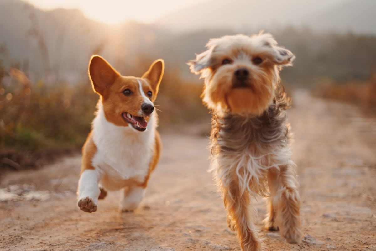 Dog Walking